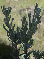 Artemisia rigida