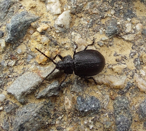 black-punctured leaf beetle