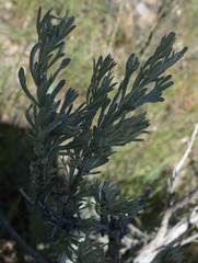 Artemisia rigida