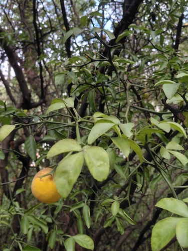 trifoliate orange