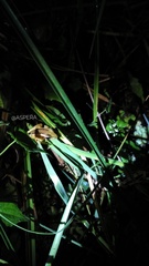Hylarana erythraea