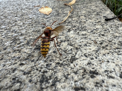 European Hornet