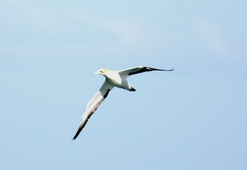 iNaturalist image