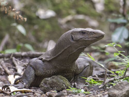 Bengal Monitor