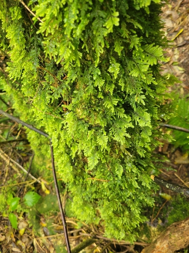 Lopidium concinnum observed 2026-10-11