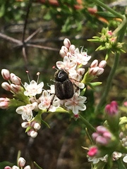 Hoplia