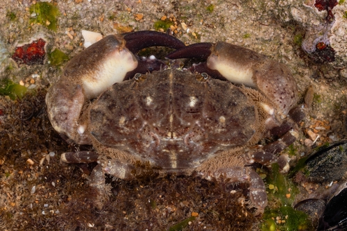 Leptodius affinis