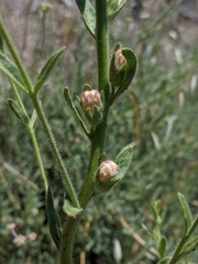 Sairocarpus multiflorus