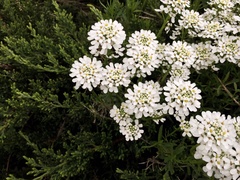 Iberis sempervirens