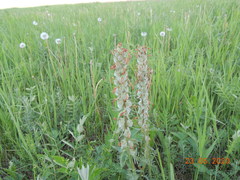 Pedicularis dasystachys