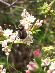 Hoplia
