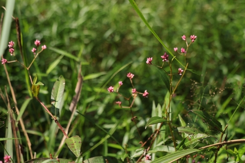Persicaria dichotoma observed 2026-10-11