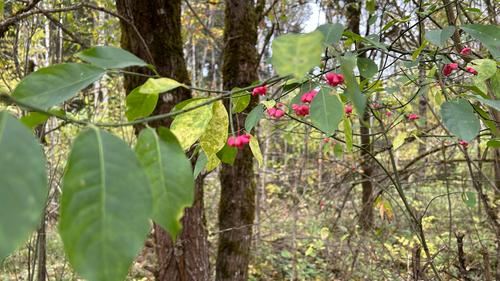 Spindle