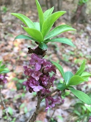 Daphne mezereum