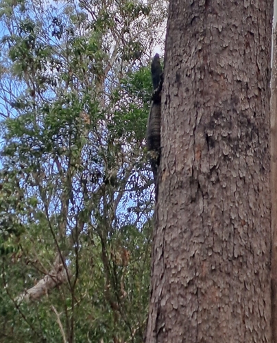 Lace Monitor