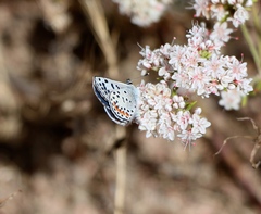 Euphilotes bernardino