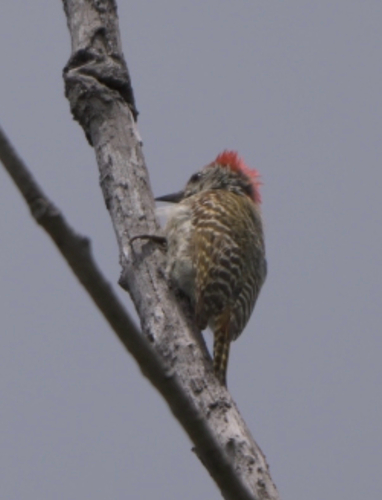 iNaturalist image