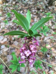 Daphne mezereum