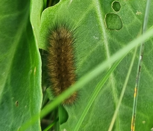 Ruby Tiger Moth