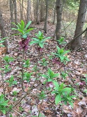 Daphne mezereum