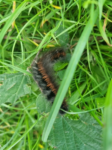 Fox Moth