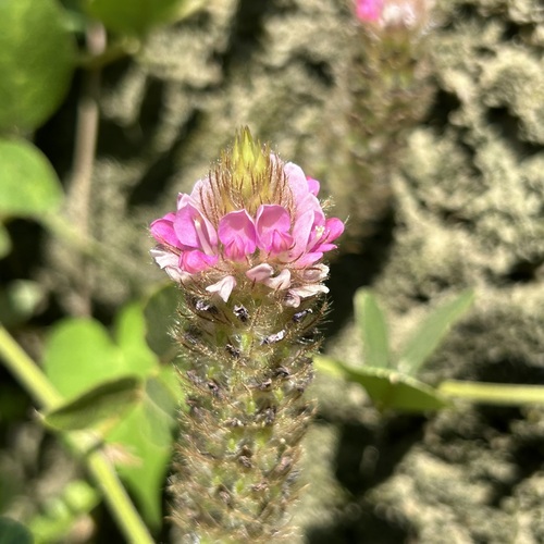 Uraria lagopodioides observed 2026-10-10