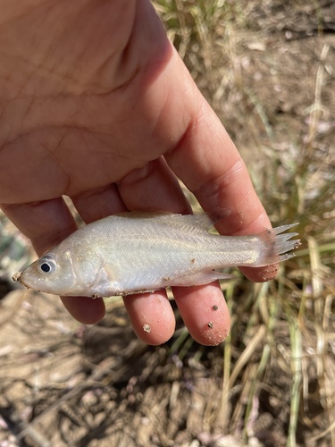 Golden Perch