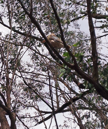 Laughing Kookaburra
