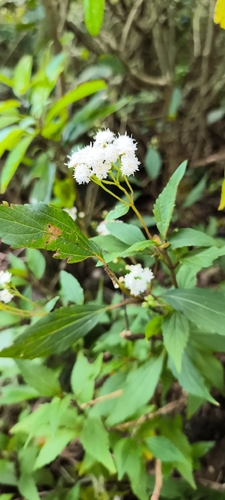 Ageratina riparia observed 2026-10-11