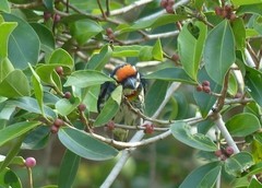 Psilopogon haemacephalus