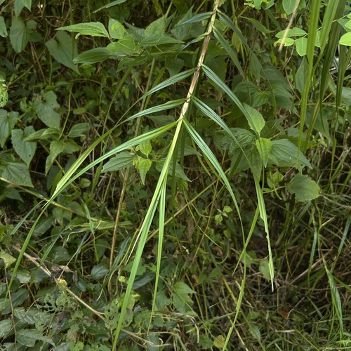 Scleria scrobiculata observed 2026-10-10