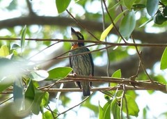 Psilopogon haemacephalus