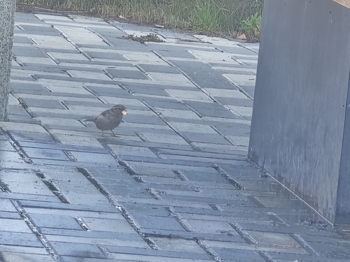 House Sparrow