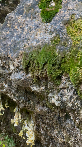 Eucladium verticillatum observed 2026-10-08