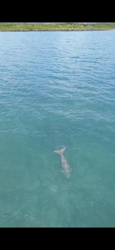 Dugong dugon, 2026-10-11