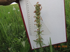 Pedicularis dasystachys