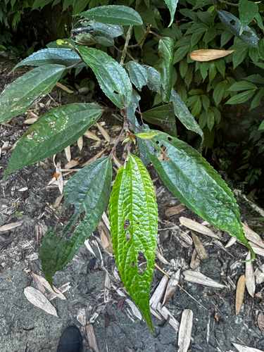 Oreocnide pedunculata observed 2026-10-11