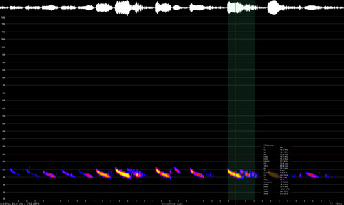 Chaerephon observed 2026-09-09