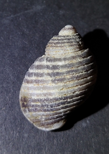 Nucella canaliculata observed 2026-10-10