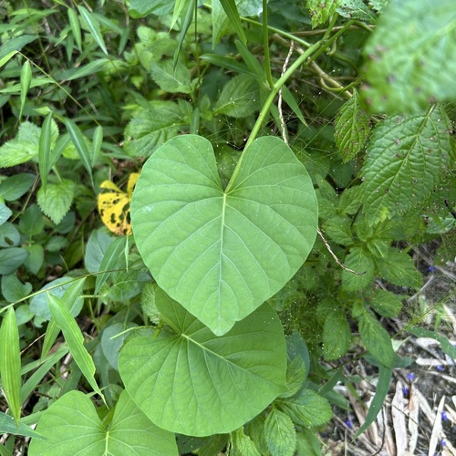 Stictocardia tiliifolia observed 2026-10-10