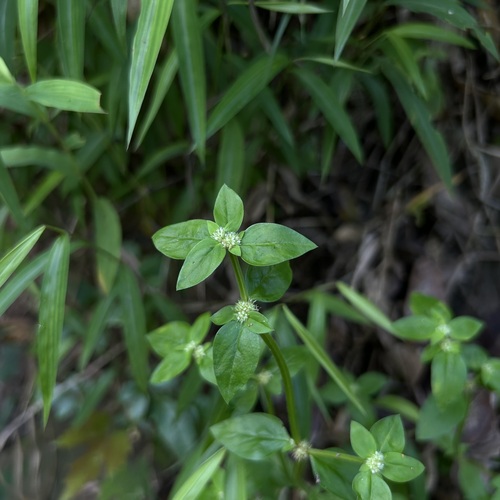 Spermacoce exilis observed 2026-10-10