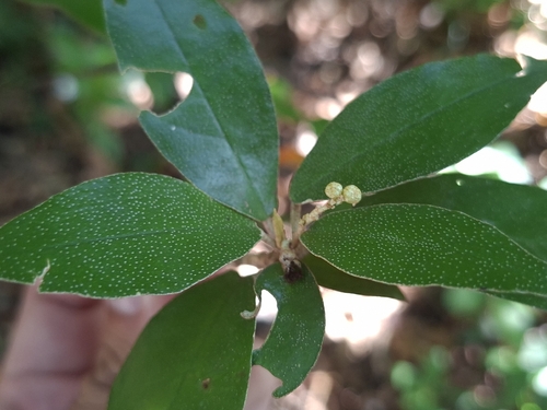 Croton cascarilloides observed 2026-10-10