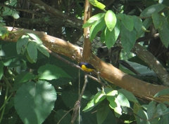 Euphonia concinna