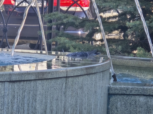 Rock Pigeon