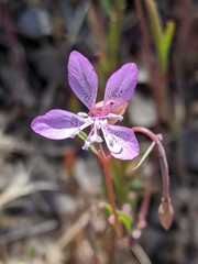 Clarkia modesta