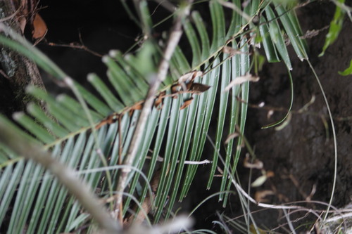 Ceratozamia kuesteriana, photograph 2