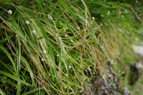 Eriocaulon sexangulare observed 2026-10-11