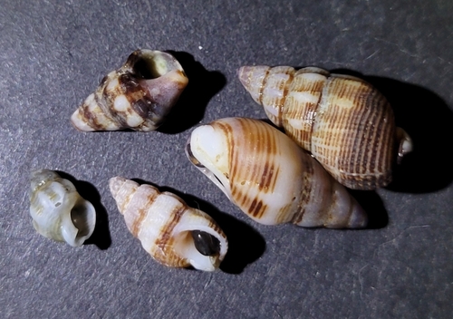 Nassarius mendicus observed 2026-10-10