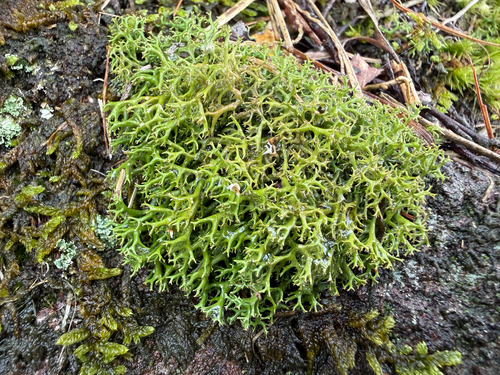 Cladia aggregata observed 2026-10-10