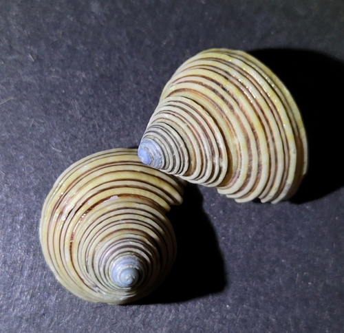 Calliostoma canaliculatum, 2026-10-10